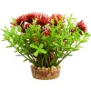 Bacomba Red 4" Aquarium Plant