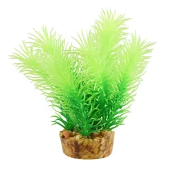 Cabomba 4" Aquarium Plant