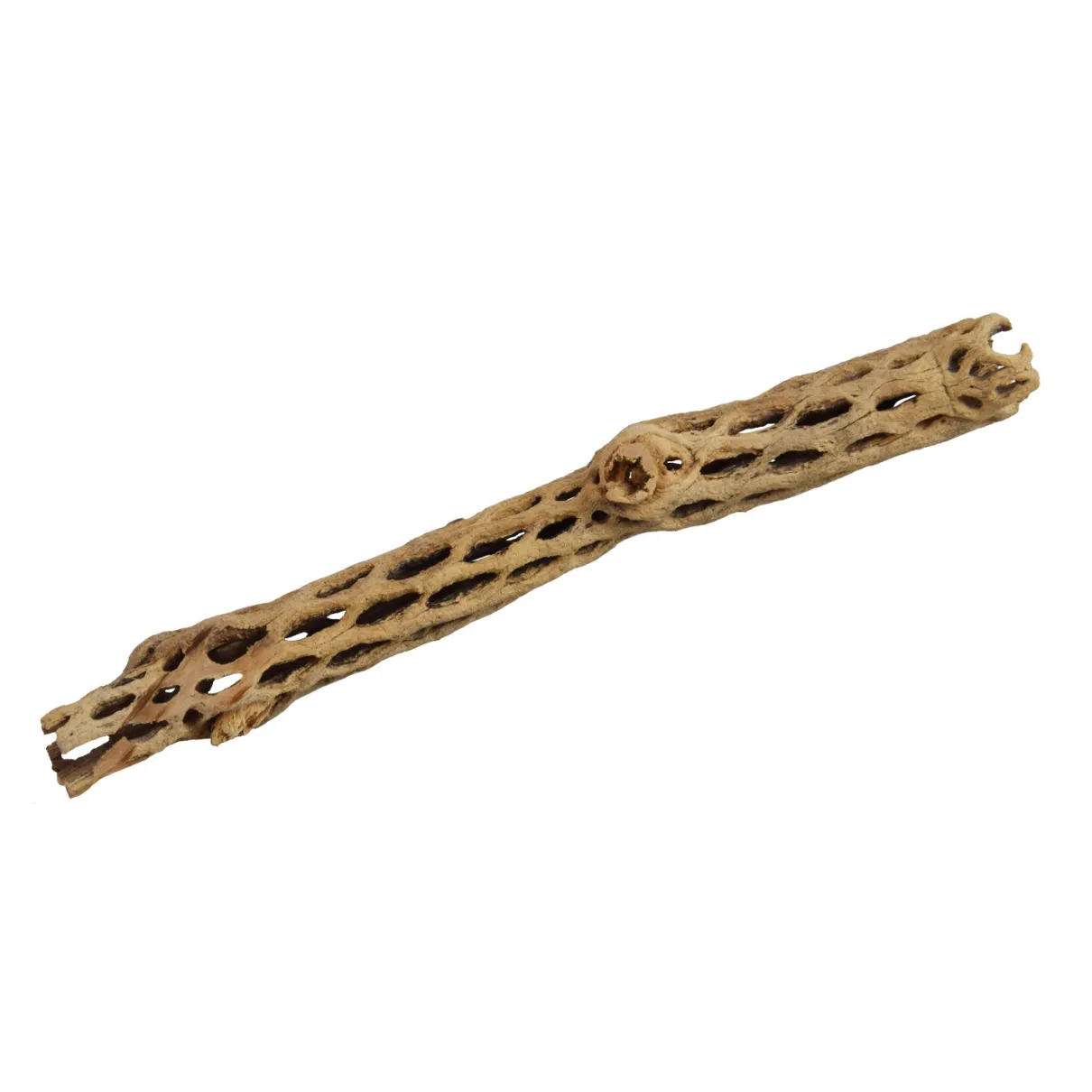 Cholla Sticks Medium 6"