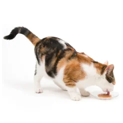 Creamy Lickable Cat Treat Chicken & Liver 12 Pack