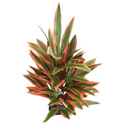 Dragon Marsh Lily Aquarium Plant