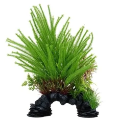 Fluval Princess Pine Plant 12"