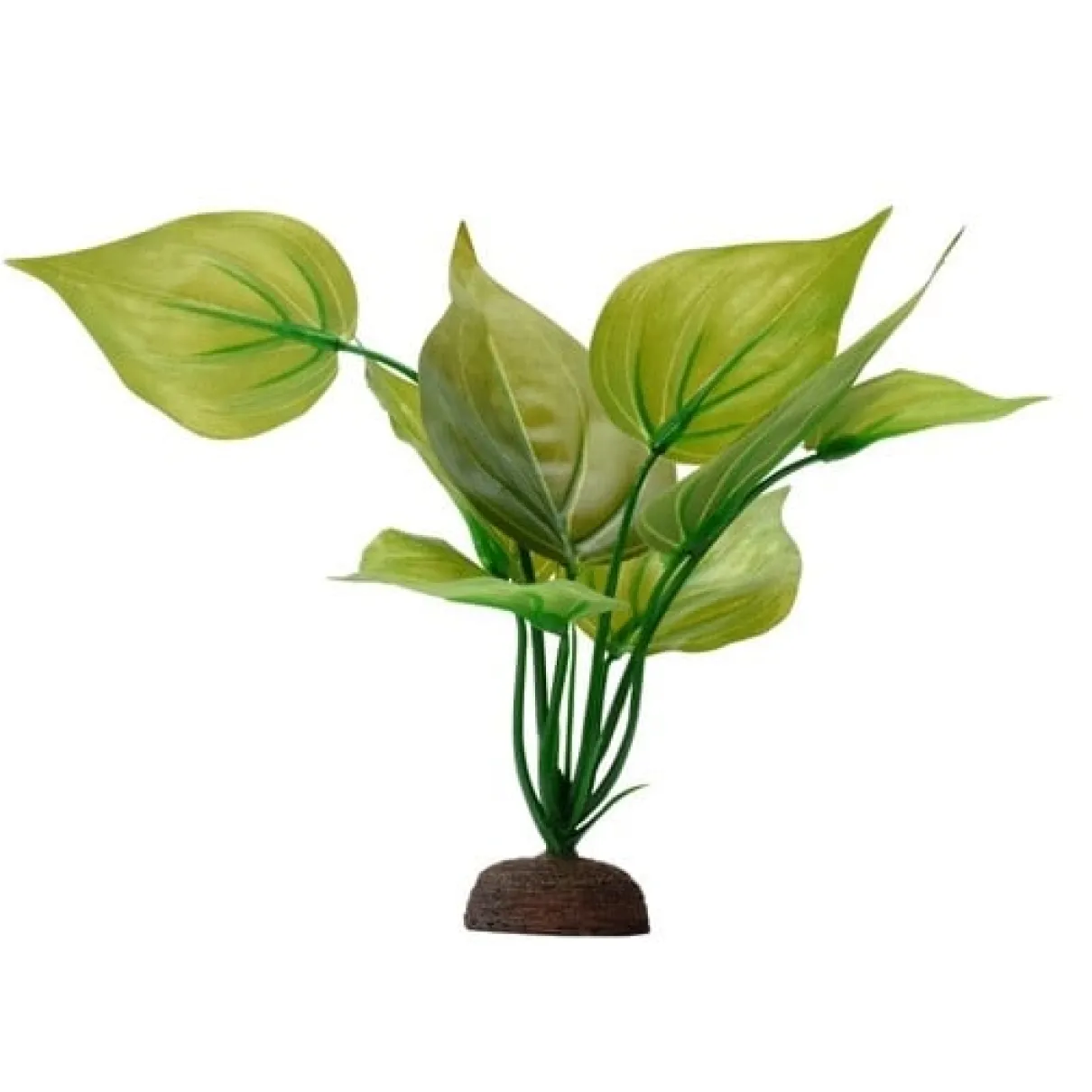 Fluval Varigated Lizard's Tail Plant 8"