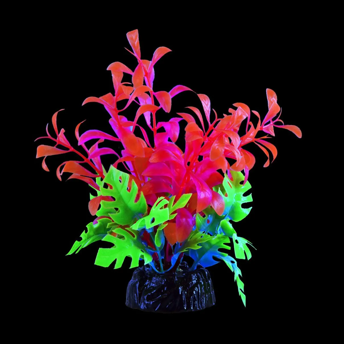 Glo Bacopa Pink Small