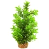 Hygro Tree 8" Aquarium Plant