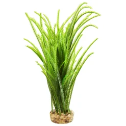 Japonica Green 12" Aquarium Plant