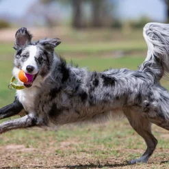 Kong Squeakair Birthday Balls Medium 3pk