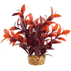 Ludwiga Cherry 6" Aquarium Plant