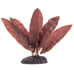 Marina Barclaya Longifolia 10cm