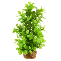 Moneywort Tree 8" Aquarium Plant