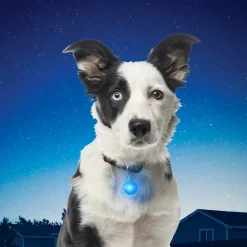 Spotlit Collar Light