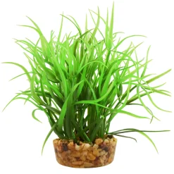 Star Grass 4" Aquarium Plant